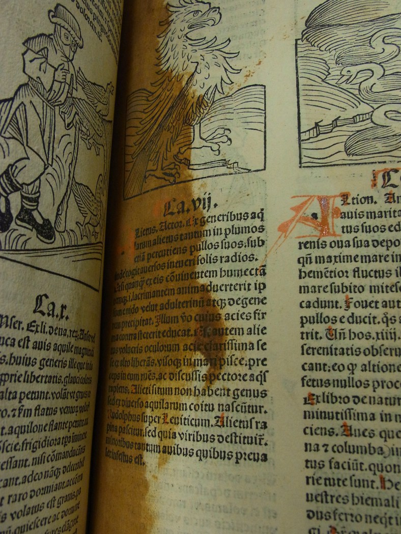 Is that just a stain...or the shadow of Beelzebub himself??