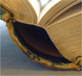 Spine after conservation