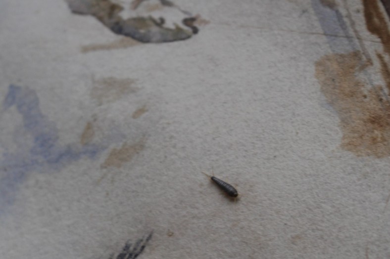 Folio of watercolours - silverfish