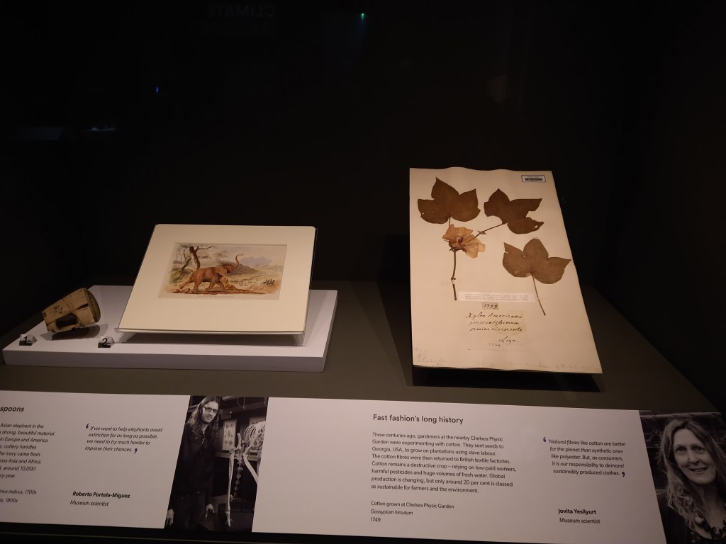 Herbarium sheet display on a hidden backing support (front view). © The Trustees of the Natural History Museum, London.