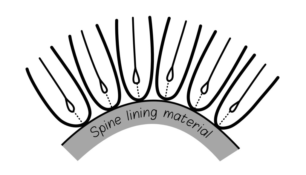 Imperceptible movement of the spine folds in an opened book. Drawing by Paula Steere; digital rendering by The Book & Paper Gathering.