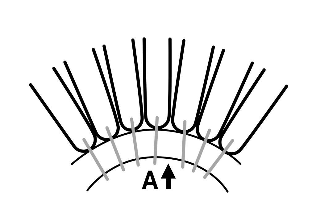 Illustration of high strain in the gaps between threads on bindings where mini-bends occur, drawing by Paula Steere; digital rendering by The Book & Paper Gathering