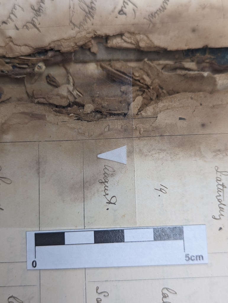 Fig. 5 – Tideline test in progress.